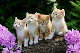 chatons