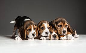 Chiots