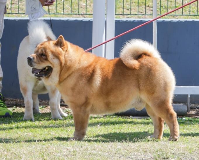 Femelle Chow-Chow Fauve Poil Long LOF – Image 2