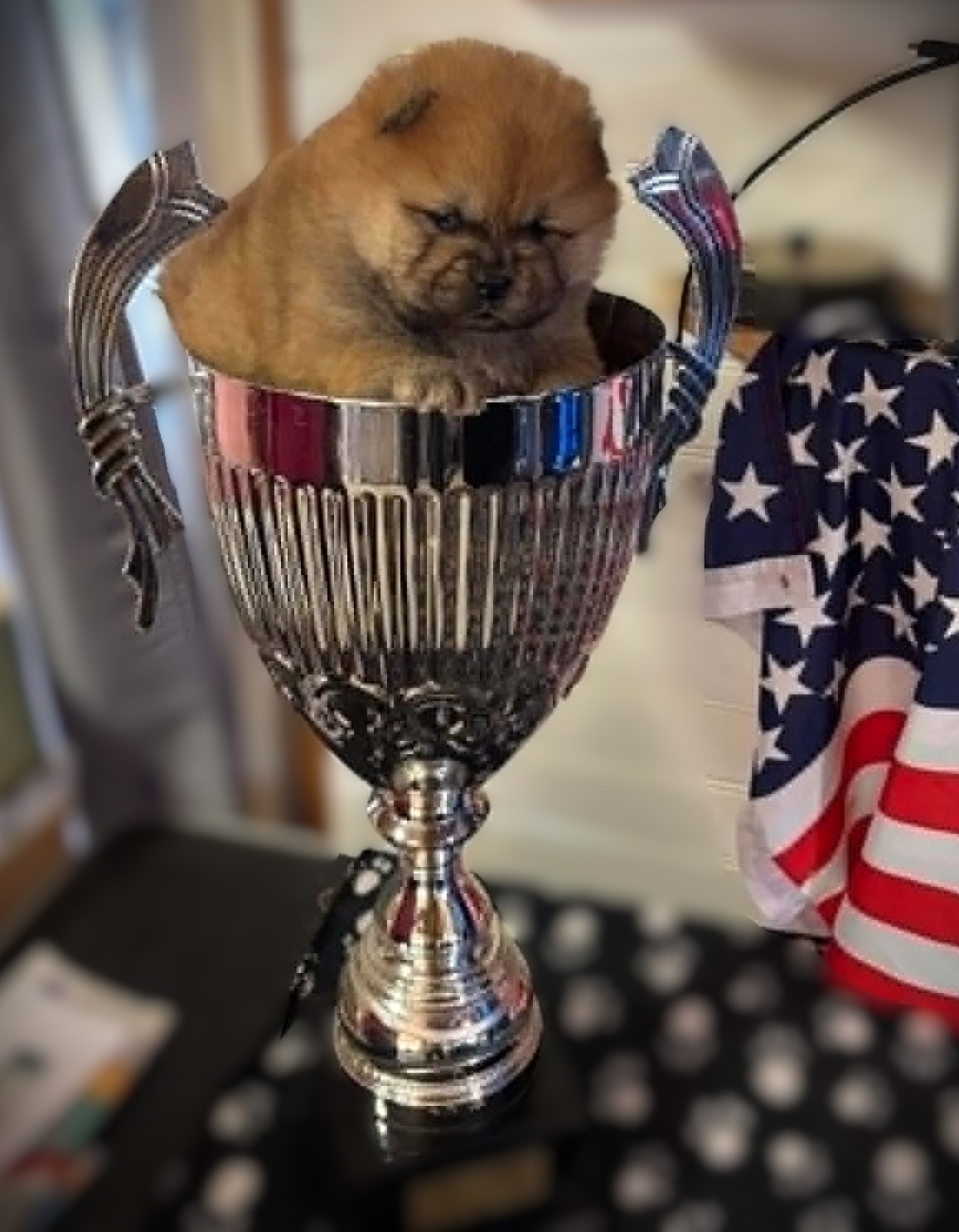 Femelle Chow-Chow Fauve Poil Long LOF – Image 5