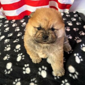Femelle Chow-Chow Fauve Poil Long LOF