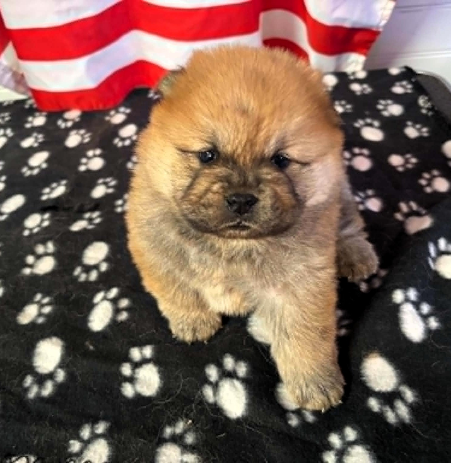 Femelle Chow-Chow Fauve Poil Long LOF