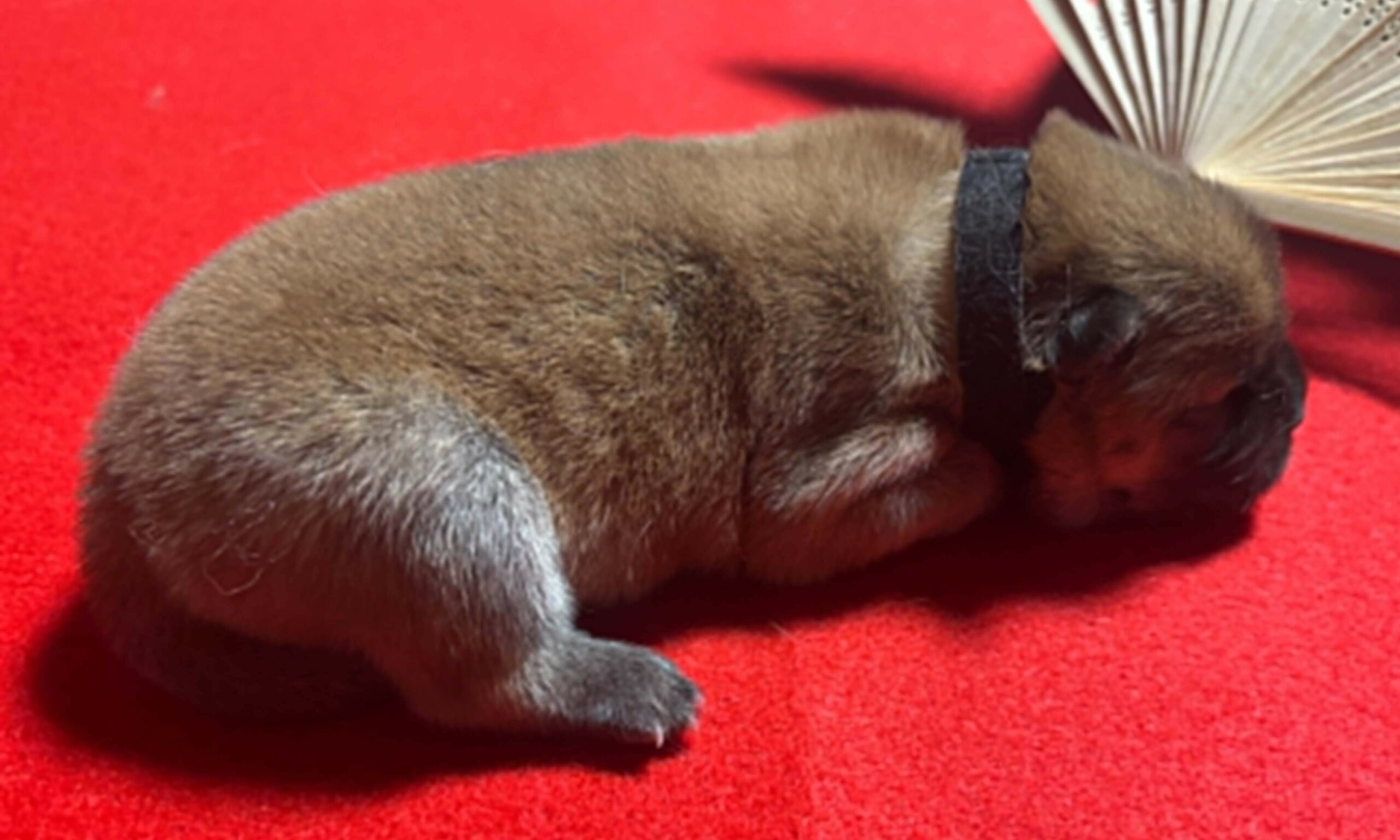 Femelle Chow-Chow Fauve Poil Long LOF – Image 9