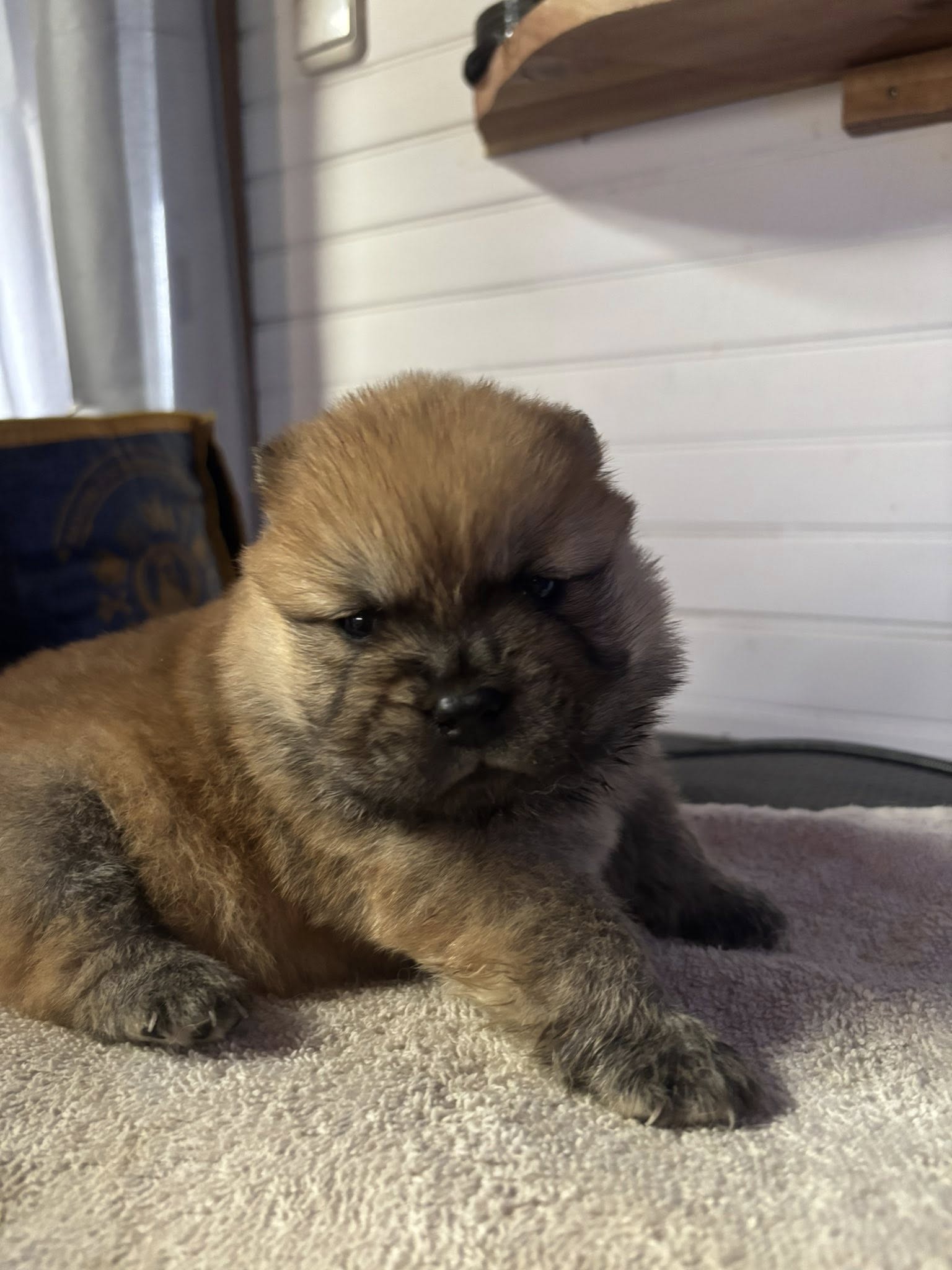 Femelle Chow-Chow Fauve Poil Long LOF – Image 10
