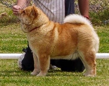 Femelle Chow-Chow Fauve Poil Long LOF – Image 3