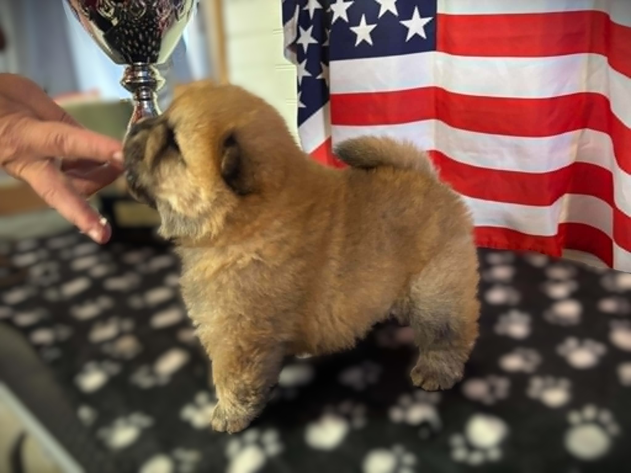Femelle Chow-Chow Fauve Poil Long LOF – Image 4
