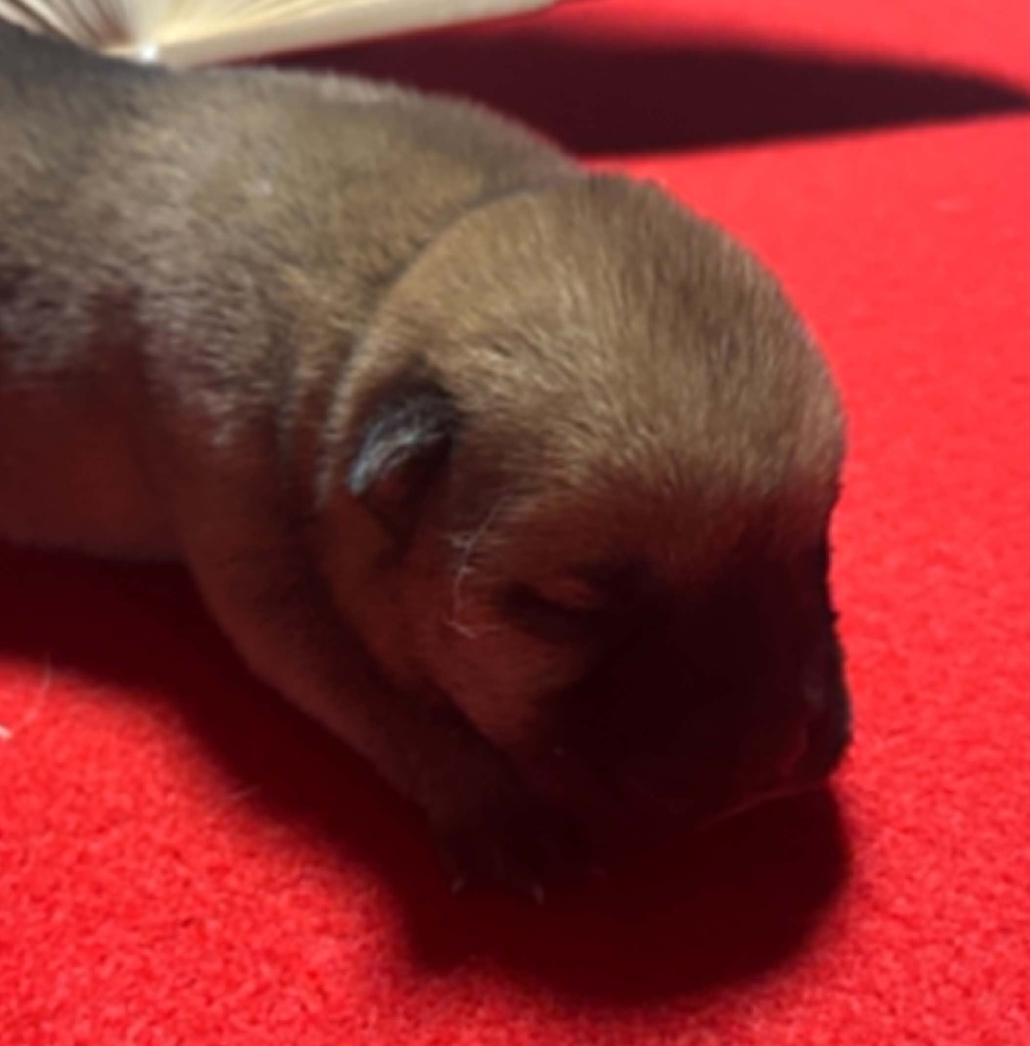 Femelle Chow-Chow Fauve Poil Long LOF – Image 8