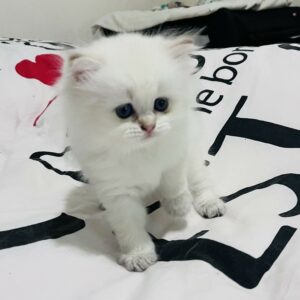 Chatons Type british Longhair Disponibles